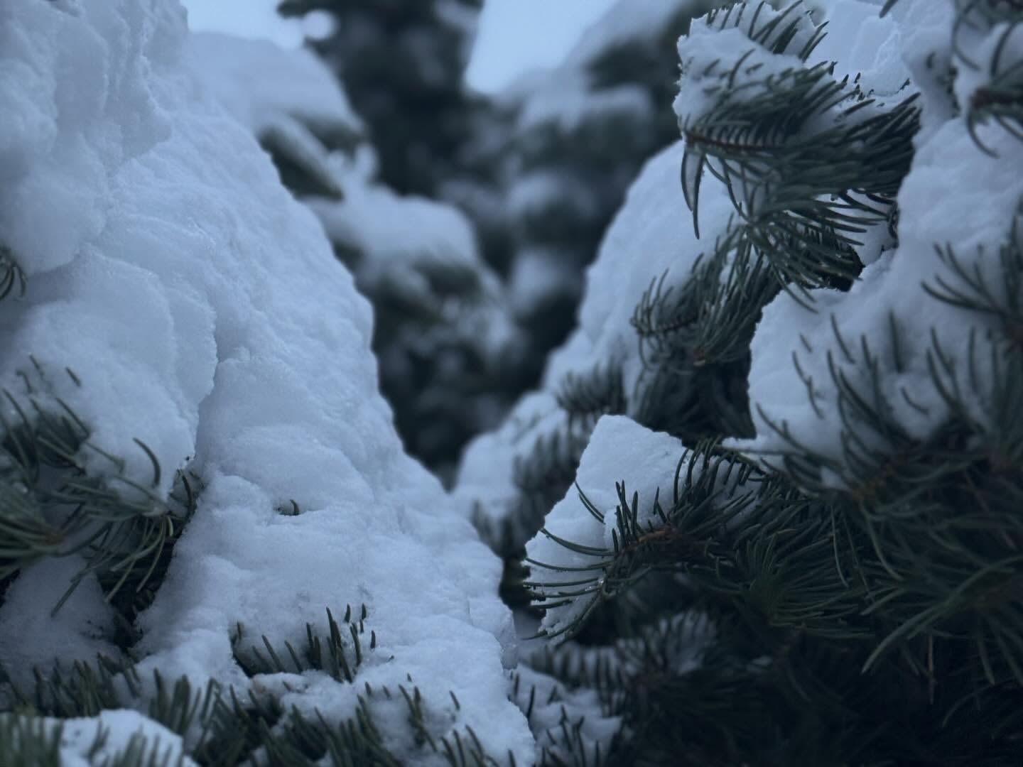 Snow 8